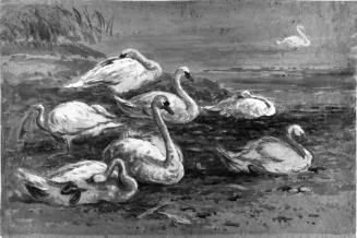 Swans