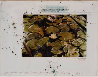 Plant Studies for North America