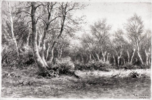 Stand of Birches