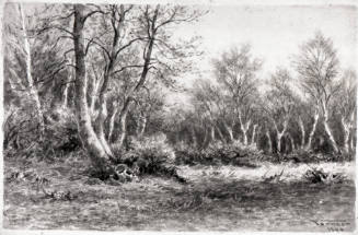 Stand of Birches