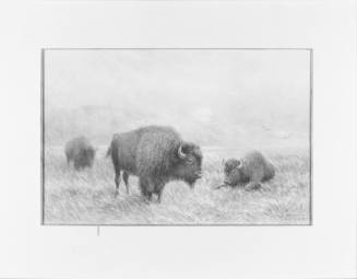 Buffalo