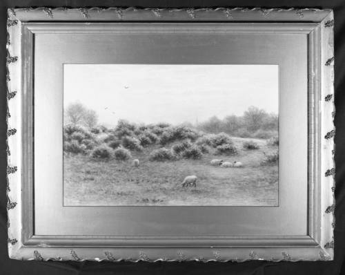 Sheep Grazing
