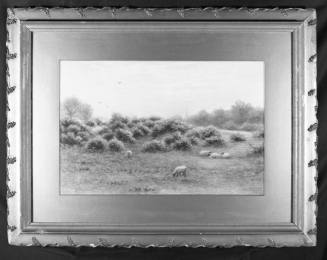 Sheep Grazing