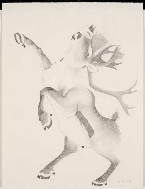 Caribou
