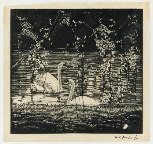 Swans