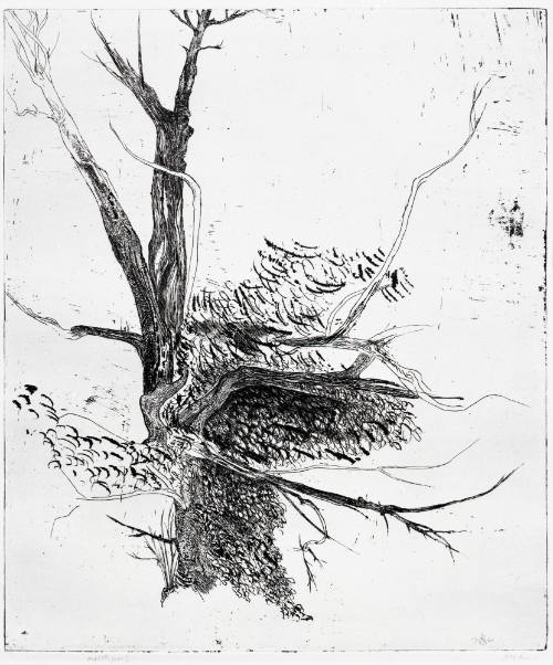 Thorn Apple