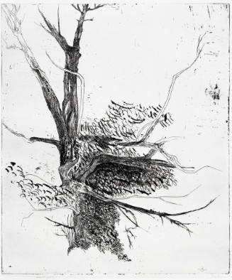 Thorn Apple