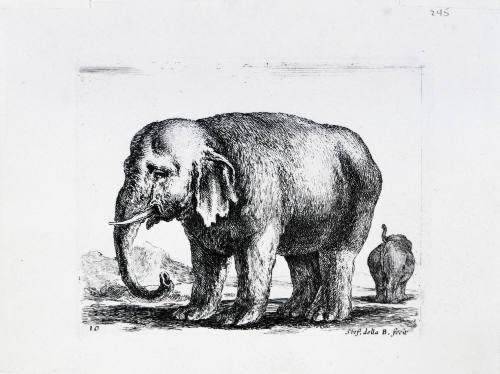 Un elephant dirige vers la gauche