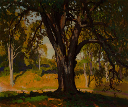Swamp Elm - German Mills Creek