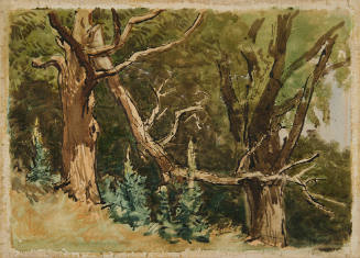 The Oaks